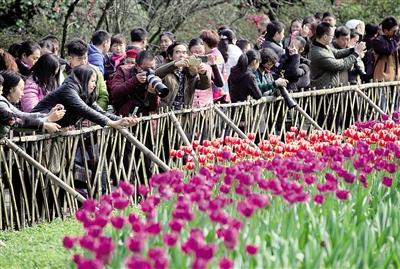 重庆的春天美如画 摄影爱好者已忙开了