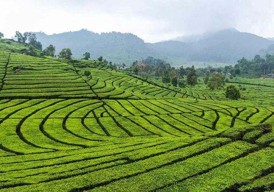 你真的了解抹茶吗?揭秘关于抹茶的冷知识