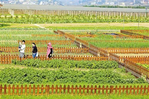 北碚:都市农园 市民可随时监控蔬菜的长势