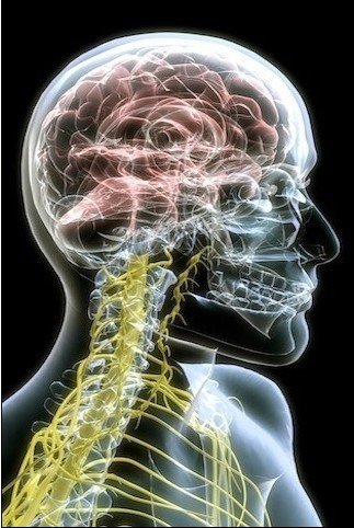 医学3D<em>人体美图</em>_大渝网_腾讯网