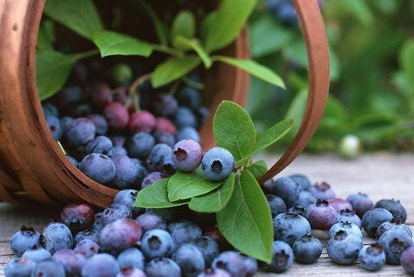 新鲜蓝莓怎么保存最好?