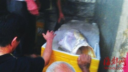 福建渔民捡获160斤黄唇鱼 卖出300万元(图)