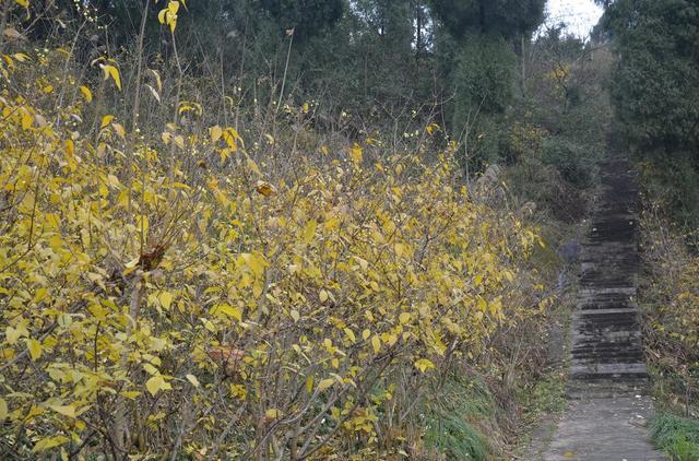 北碚 静观腊梅种植历史已有530多年,腊梅基地布局在素心,万全等村