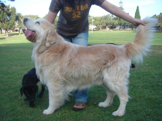 退休女教师小区里散步 被邻居狗撞倒索赔4万