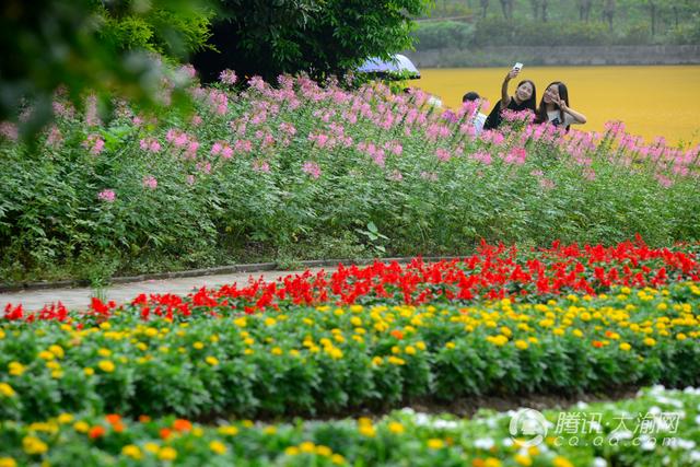 国庆赏花游玩不必远行 沙坪坝凤凰花海等你来