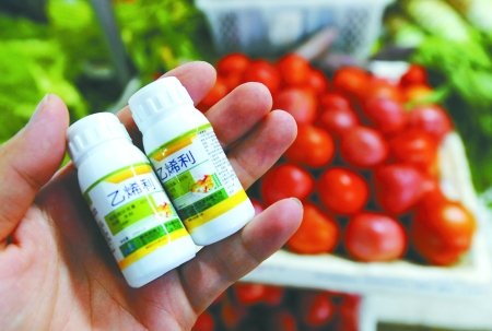 催红番茄催绿黄瓜 催熟剂滥用无人监管(图)