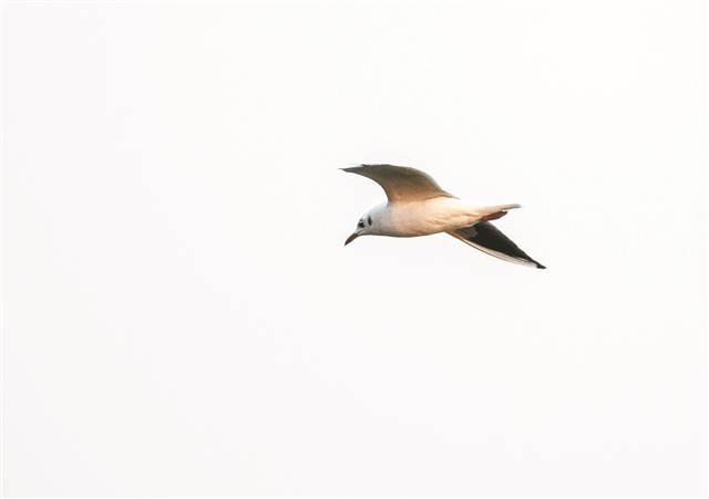 渚清沙白鸟飞回 开州汉丰湖迎来大量冬季候鸟