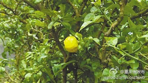 我市首次发现柑橘原生品种 200多株宜昌橙生长