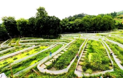 垫江建立虎纹蛙养殖基地 助力贫困户脱贫