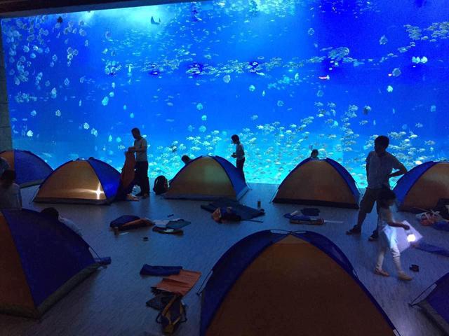 宝妈带娃520夜宿汉海海洋馆 小伙海底大胆求婚_大渝网_腾讯网