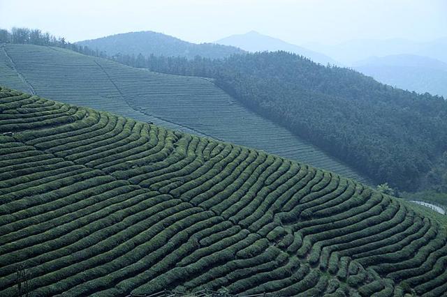 "私人订制"正在改变贵州茶叶传统产销模式_大渝网_腾讯网