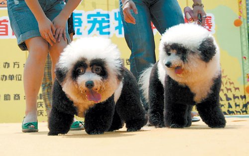 200只狗儿选秀 地震幸存流浪狗变身富贵狗(图