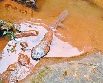 腾讯·大渝网_重庆城市生活第一门户 新闻中心