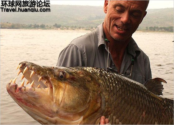 刀枪不入食人鱼 非洲吃人不吐骨头的杀手