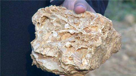 云阳惊现古生物化石 年代正待专家进一步查验_大渝网_腾讯网