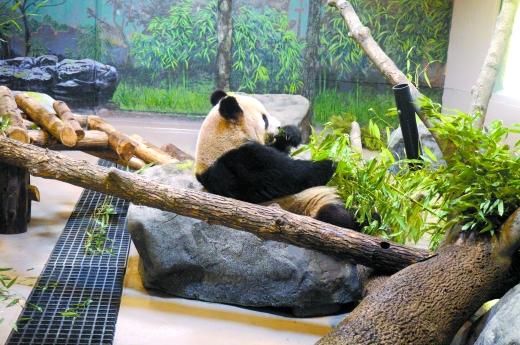 重庆大熊猫二顺的加拿大生活 住独栋别墅