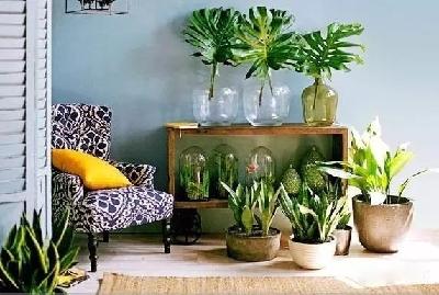 吸毒植物大全