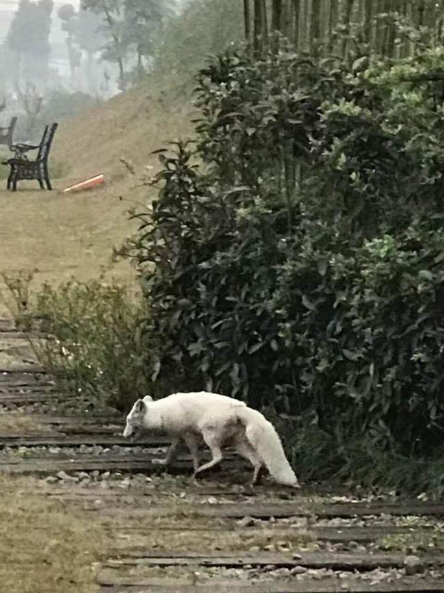 重庆市区来了一只“狐娘娘”通体雪白不怕人