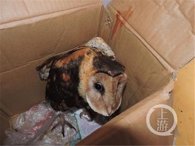 在山坡挖土豆 一只“会飞的猴子”朝他扑来_大渝网_腾讯网