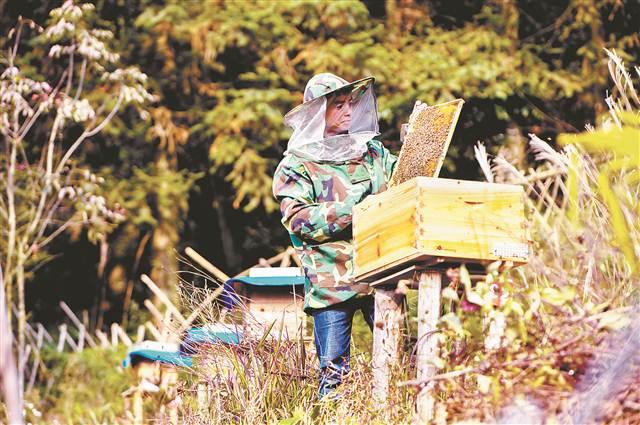 綦江区石壕镇万隆村:一个市级贫困村的乡村振