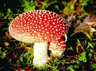 湖北食药监局:野生蘑菇中毒进入高发期 不要采