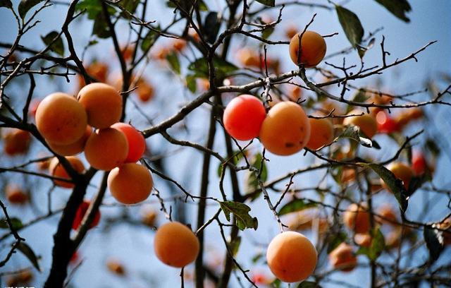 秋天的柿子是天然醒酒药 一种吃法更养人