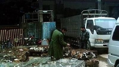 惊爆!餐馆水煮活猫全过程