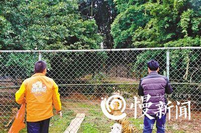 万元无人机航拍老虎 被一掌击落“秒变残渣”