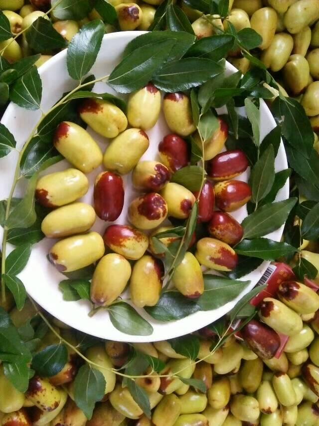 摘枣采桔体验田园乐趣 北碚秋游线路推荐