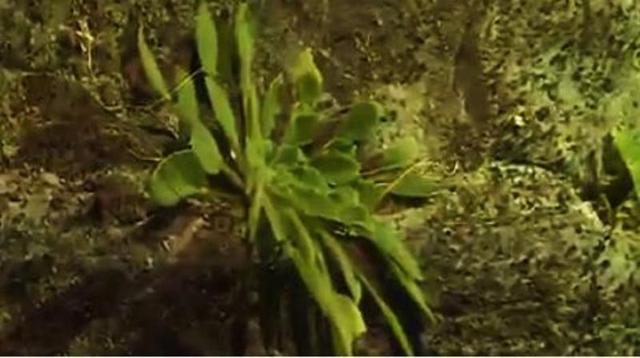 全球首次发现！这种植物重庆独有