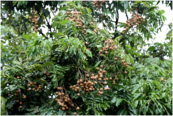 朱沱龙眼两条腿走路 65岁农户也玩电商