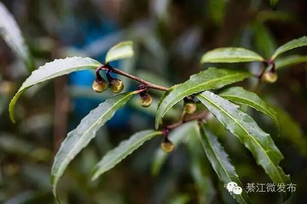 綦江发现500年树龄野生古茶树,90%的人都没见