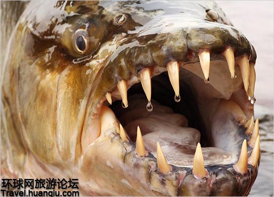 刀枪不入食人鱼 非洲吃人不吐骨头的杀手