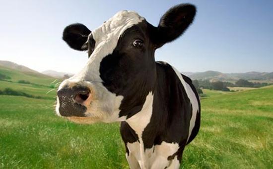 我国生鲜乳质量状况良好 奶牛存栏量达历史最