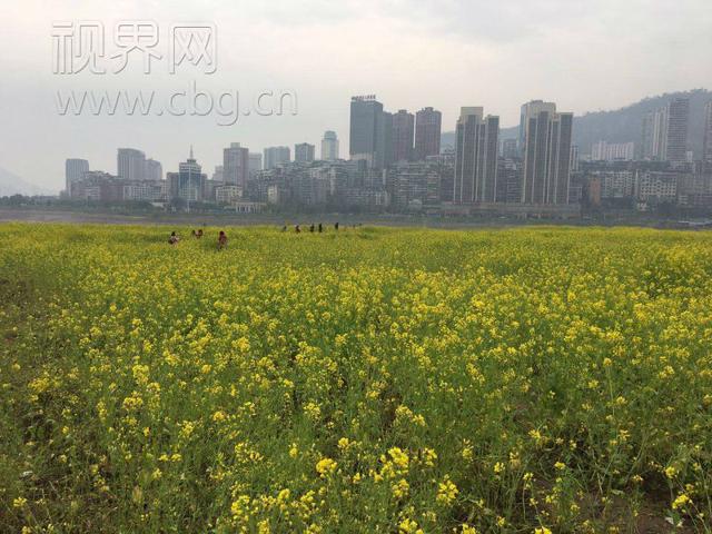 微信图片_20180312232521