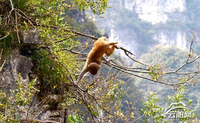 龙缸景区野生猕猴出来“巡山”啦 你碰到过吗？