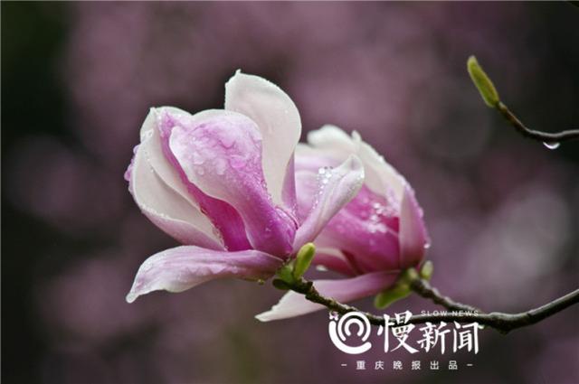 又到赏花好时节 来看最新版重庆高校赏花攻略