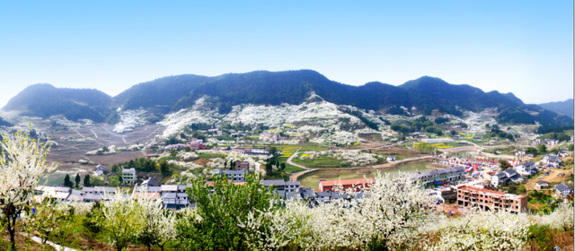 统景印盒的歪嘴李熟了 五大攻略助你采摘