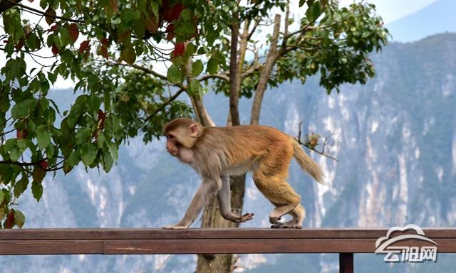 龙缸景区野生猕猴出来“巡山”啦 你碰到过吗？