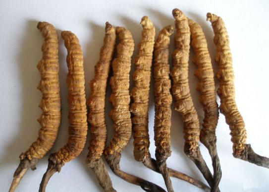 食药监总局:长期吃冬虫夏草可能造成砷过量