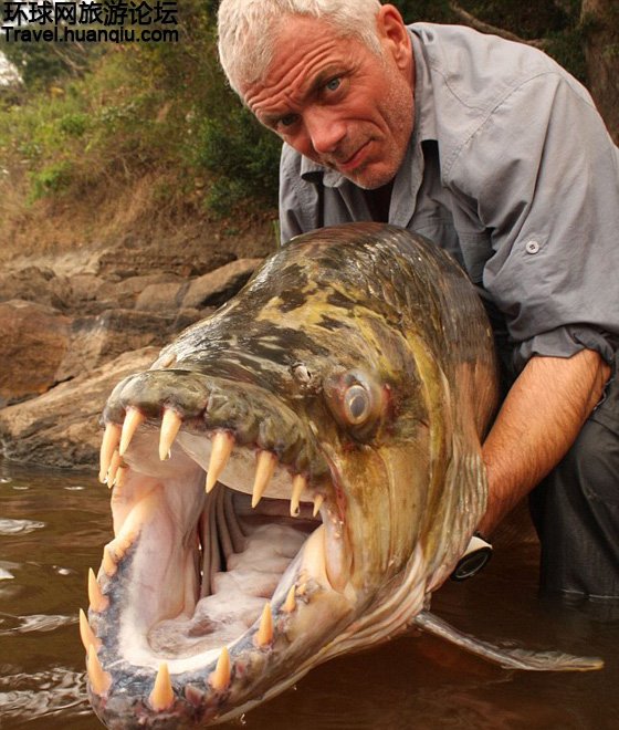 刀枪不入食人鱼 非洲吃人不吐骨头的杀手