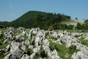 【团购】黄水森林公园、千野草场二日游