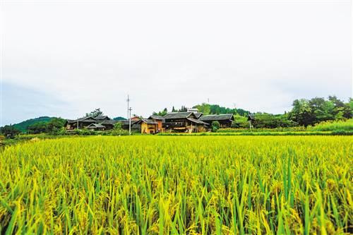 石柱:改善农村人居环境 建设宜居乡村