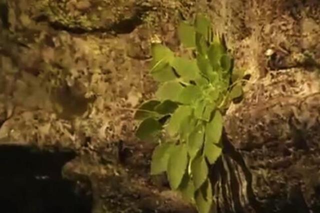 全球首次发现！这种植物重庆独有