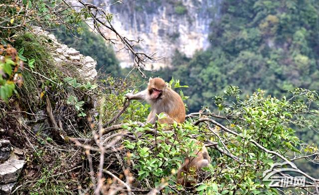 龙缸景区野生猕猴出来“巡山”啦 你碰到过吗？