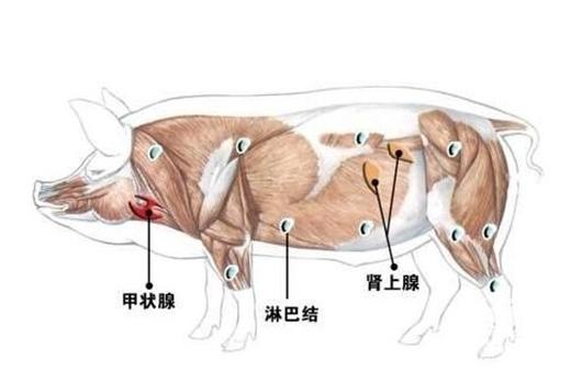 畜"三腺":即猪,牛,羊等动物体上的甲状腺,肾上腺,病变淋巴腺.