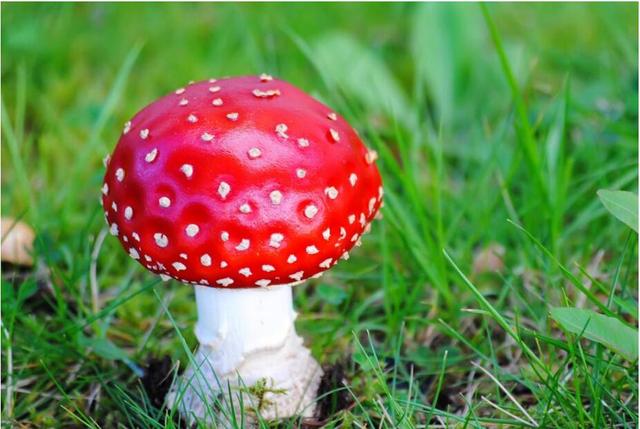 中毒严重或致死！海口：勿采食野生蘑菇