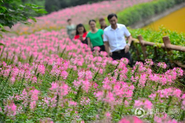 国庆赏花游玩不必远行 沙坪坝凤凰花海等你来