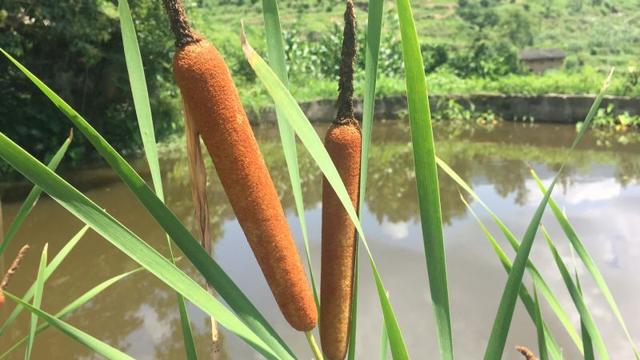 太搞!这植物长得太像"火腿肠"?