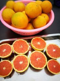 九龙坡:铜罐驿牌脐橙获市名牌农产品称号